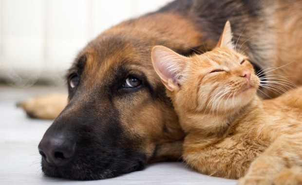 159 kotów i 7 psów w mieszkaniu. Małżeństwo usłyszało wyrok 