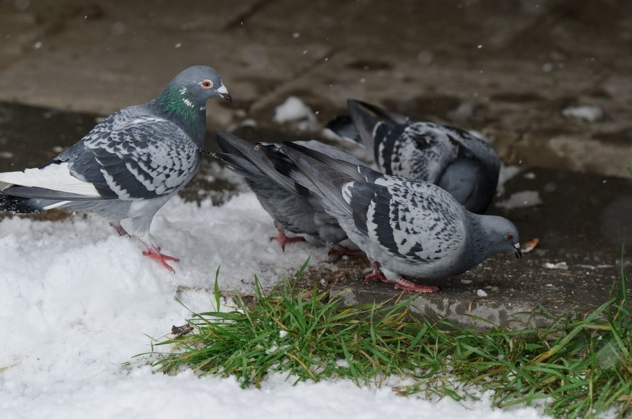 16-latek strzelał do gołębi z pistoletu pneumatycznego /Wojciech Pacewicz /PAP
