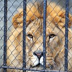 16 lwów i tygrysów do uśpienia. Nie ma kto się nimi zająć
