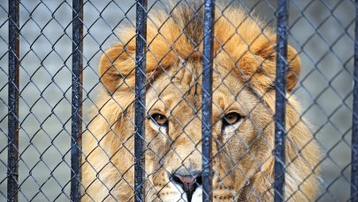16 lwów i tygrysów do uśpienia. Nie ma kto się nimi zająć