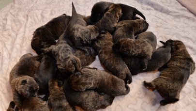 17 szczeniąt w jednym miocie. Myszka nie nadąża ich wykarmić