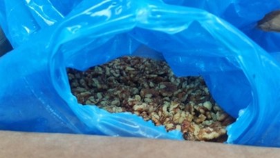 18 ton przeterminowanych bakalii, w środku martwe robaki. Transport zatrzymany
