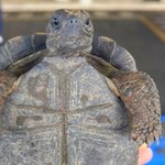 185 małych żółwi w walizce. Udaremniony przemyt na Galapagos