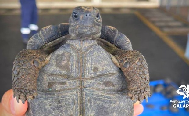 185 małych żółwi w walizce. Udaremniony przemyt na Galapagos