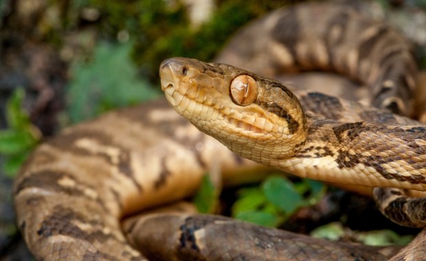 2,5-metrowy boa dusiciel uciekł z terrarium. Służby apelują do mieszkańców