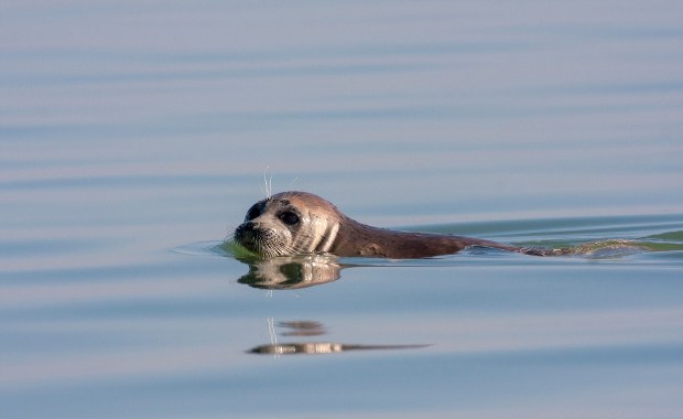 2 500 martwych fok na wybrzeżu Morza Kaspijskiego
