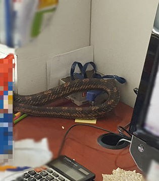 2-metrowy wąż w jednym z warszawskich mieszkań /