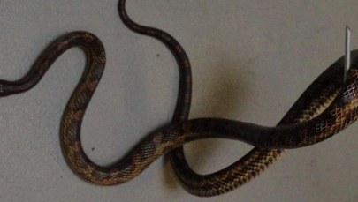 2-metrowy wąż w mieszkaniu na 7. piętrze. Wpełznął przez okno