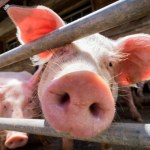 ASF u świń 2 mld zł w tym roku, a będzie jeszcze więcej. ASF drenuje budżet