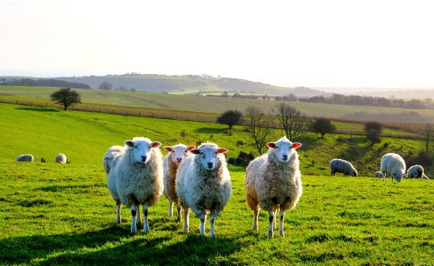 2 mln zł na wypas kulturowy owiec na terenach górskich