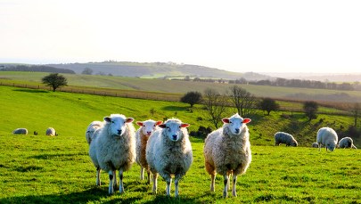 2 mln zł na wypas kulturowy owiec na terenach górskich