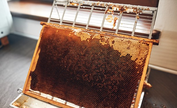 2 mln zł od samorządu regionu na zakup węzy pszczelej