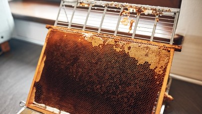 2 mln zł od samorządu regionu na zakup węzy pszczelej