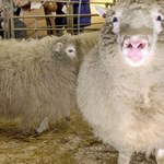 20 lat temu przyszła na świat owieczka Dolly. To pierwszy ssak, sklonowany z komórek somatycznych