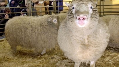 20 lat temu przyszła na świat owieczka Dolly. To pierwszy ssak, sklonowany z komórek somatycznych