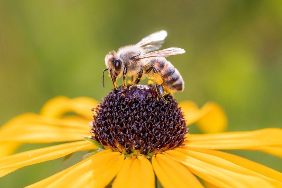 20 maja obchodzimy Światowy Dzień Pszczół. Nawet 35 proc. żywności zależy od zapylaczy /Shutterstock