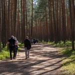 20 proc. lasów dla obywateli. Polacy chcą zmniejszenia skali wycinek