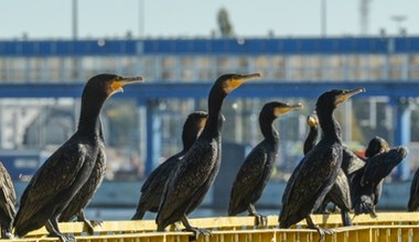 200 mln zł rocznie znika bez śladu. Polska naciska na Unię Europejską