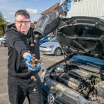 200 żołędzi w jednym samochodzie. Mechanicy nie dowierzali własnym oczom