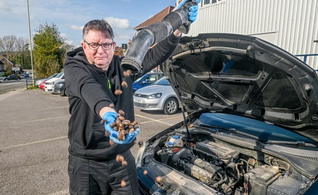 200 żołędzi w jednym samochodzie. Mechanicy nie dowierzali własnym oczom