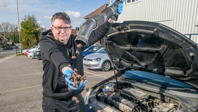 200 żołędzi w jednym samochodzie. Mechanicy nie dowierzali własnym oczom