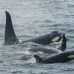 2020 nie zwalnia tempa. Wściekłe orki stadami atakują łodzie na Atlantyku