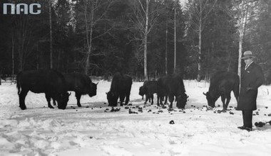 21 listopada 1947. Reaktywacja Białowieskiego Parku Narodowego