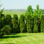 220 i ani centymetra więcej. Tuja na żywopłot nie może być wysoka