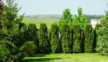 220 i ani centymetra więcej. Tuja na żywopłot nie może być wysoka