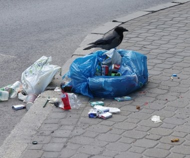 220 tys. zł dziennie na sprzątanie po kierowcach. Oto najbrudniejsze drogi