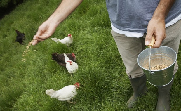 23 lata zmuszali do pracy na fermie drobiu. Zapadł wyrok w głośnej sprawie