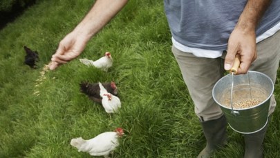 23 lata zmuszali do pracy na fermie drobiu. Zapadł wyrok w głośnej sprawie