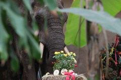 23. urodziny słonia Leona