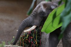 23. urodziny słonia Leona