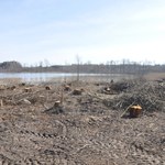 24-latek zlecił wycinkę ponad 1500 drzew na Mazurach. Jest akt oskarżenia