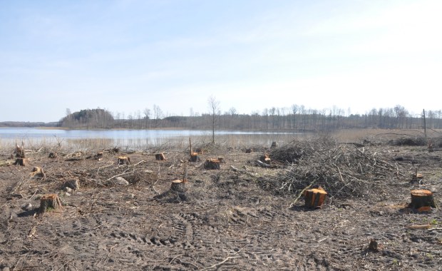 24-latek zlecił wycinkę ponad 1500 drzew na Mazurach. Jest akt oskarżenia
