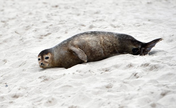 25 martwych fok w jeden weekend. „To jeszcze nie musi oznaczać tragedii”