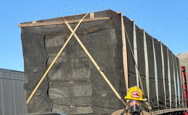 25 milionów pszczół w ciężarówce. Niespodziewana akcja na drodze