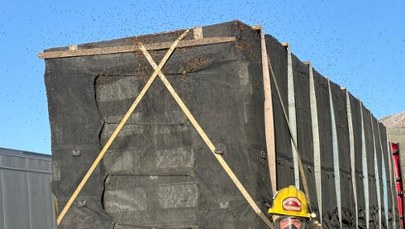25 milionów pszczół w ciężarówce. Niespodziewana akcja na drodze