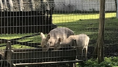 25. urodziny Leśnego Pogotowia! Placówka pomogła tysiącom zwierząt