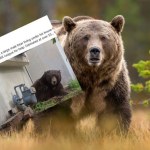 niedźwiedź zwierzęta