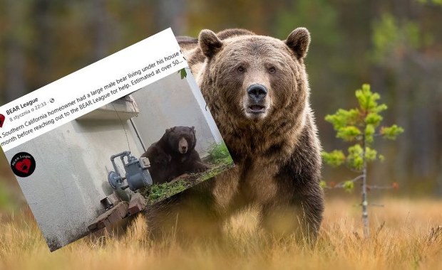 250-kilogramowy niechciany lokator. Niedźwiedź "wprowadził się" na miesiąc do domu