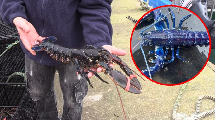 28-letni szyper Stuart Brown opisał znalezienie niebieskiego homara jako "połów życia" i gdy go zobaczył, nie mógł uwierzyć własnym oczom /Belfast Live /facebook.com