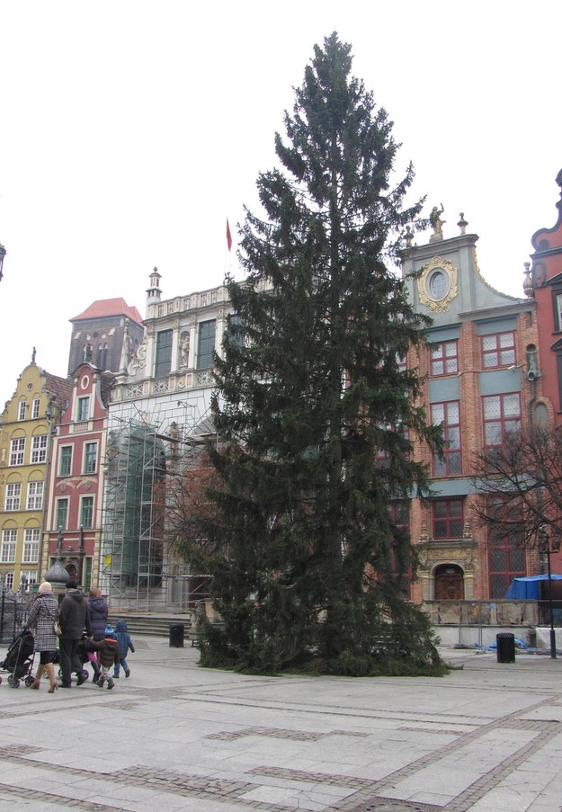 28-metrowe drzewo stoi na Długim Targu w Gdańsku /Kuba Kaługa /RMF FM