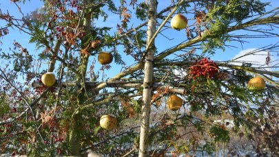 280 ptaków odzyskało wolność. Szczęśliwy finał policyjnej akcji na Pomorzu