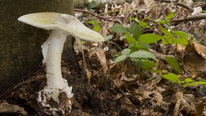 29-latek z objawami zatrucia muchomorem trafił do szpitala. Konieczny był przeszczep wątroby