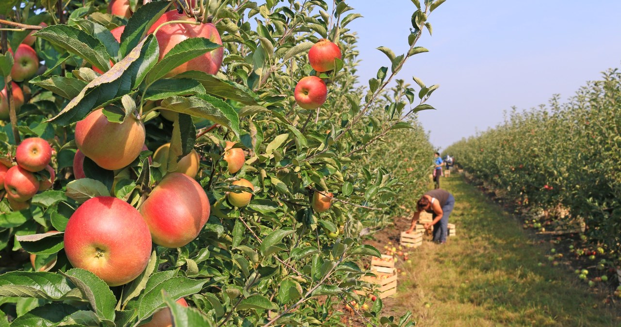 3/4 wyprodukowanych w Polsce jabłek musimy wyeksportować po to, aby nie było nadwyżki podaży nad popytem (zdj. ilustracyjne) /123RF/PICSEL