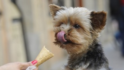 3-latek chodził z yorkiem po mieście, mówił „mama, mama”. Uratował w ten sposób matkę
