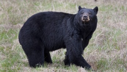 3-latek przeżył dwie noce w mroźnym lesie. Twierdzi, że opiekował się nim niedźwiedź
