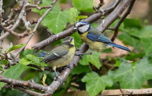3 najlepsze aplikacje do rozpoznawania ptaków ze śpiewu i ze zdjęcia